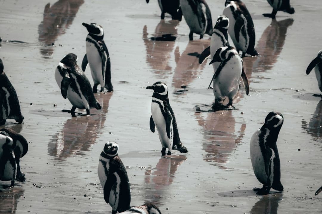 foto de pinguinos de magallanes en punta tombo, chubut, argentina.