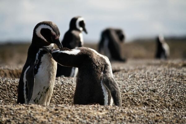 foto de pinguinos de magallanes en punta tombo, chubut.