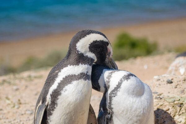 foto de pinguinos de magallanes en punta tombo. chubut.