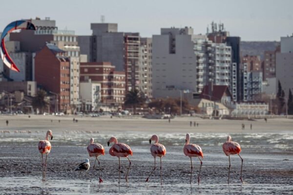 imagen de puerto madryn, de dia con la fauna (flamencos)