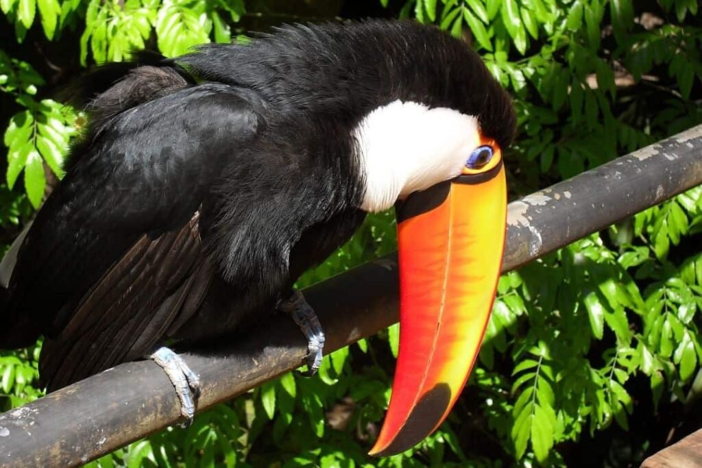 imagen de un tucan en misiones argentina.