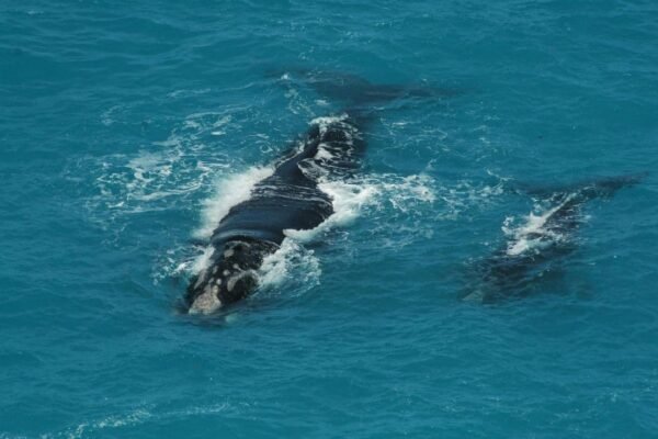 imagen de ballenas franca austral con su cria en la peninsula valdes, chubut.