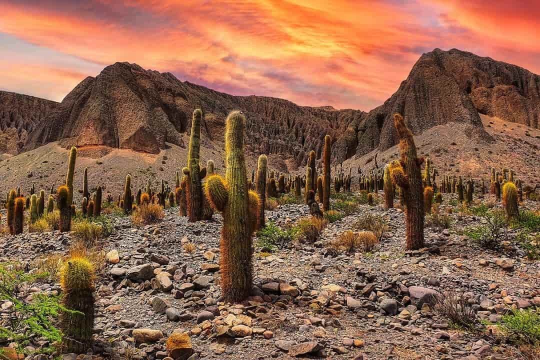 imagen del parque nacional los cardones en salta.