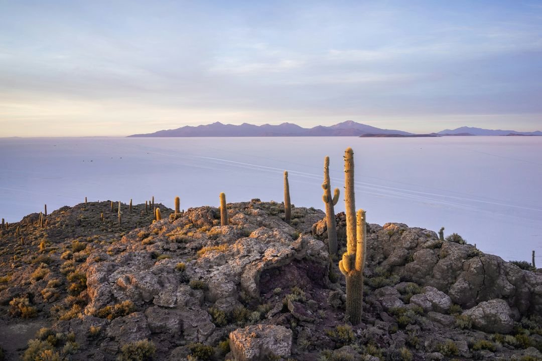 imagen de el Salar de Uyuni, tomada desde la Isla de Incahuasi en donde se encuentran cactus enormes.