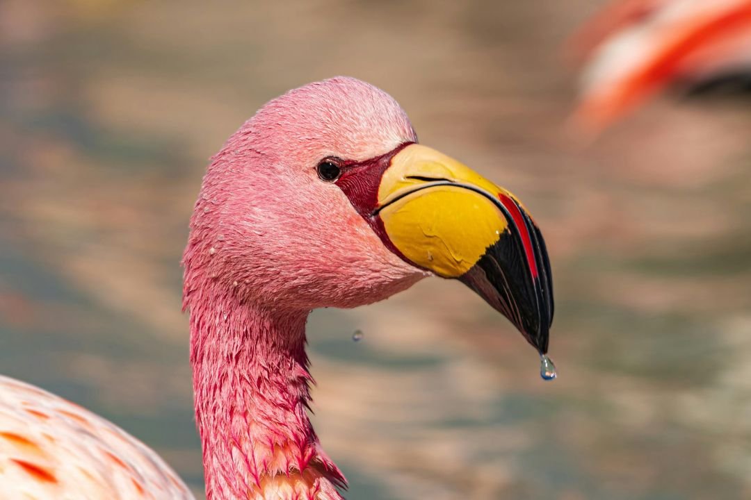 imagen de cerca de un flamenco rosado en su habitad natural, en la reserva de flora y fauna Edurado Avaroa en Potosí. Bolvia.