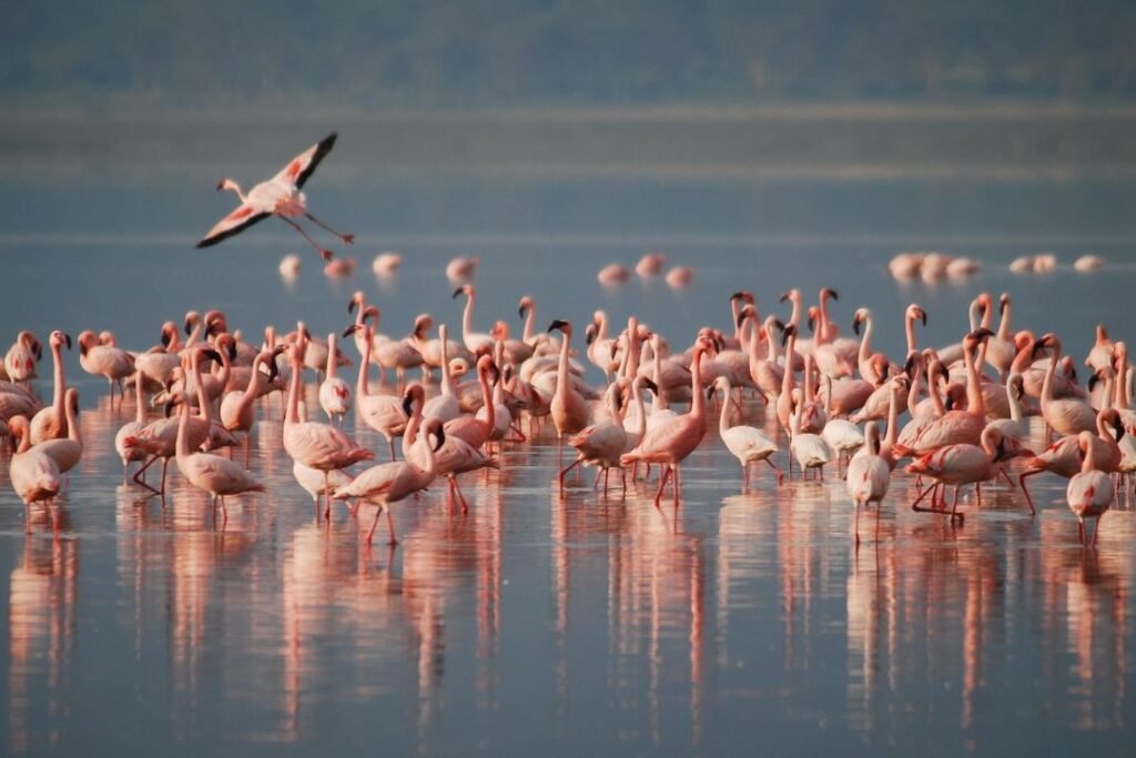 imagen de flamencos en su habitad natural en la reserva de flora y fauna Eduardo Avaroa. en potosi.