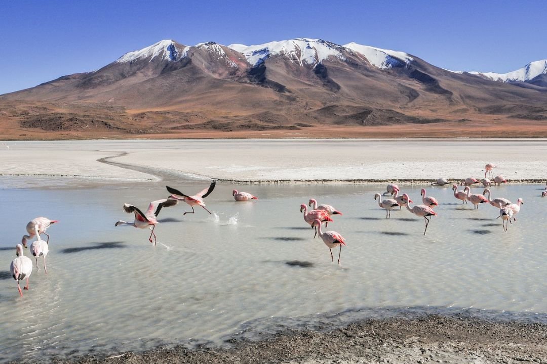 imagen de la fauna local en una laguna de fondo una montaña nevada, muestra lo increible de la zona.