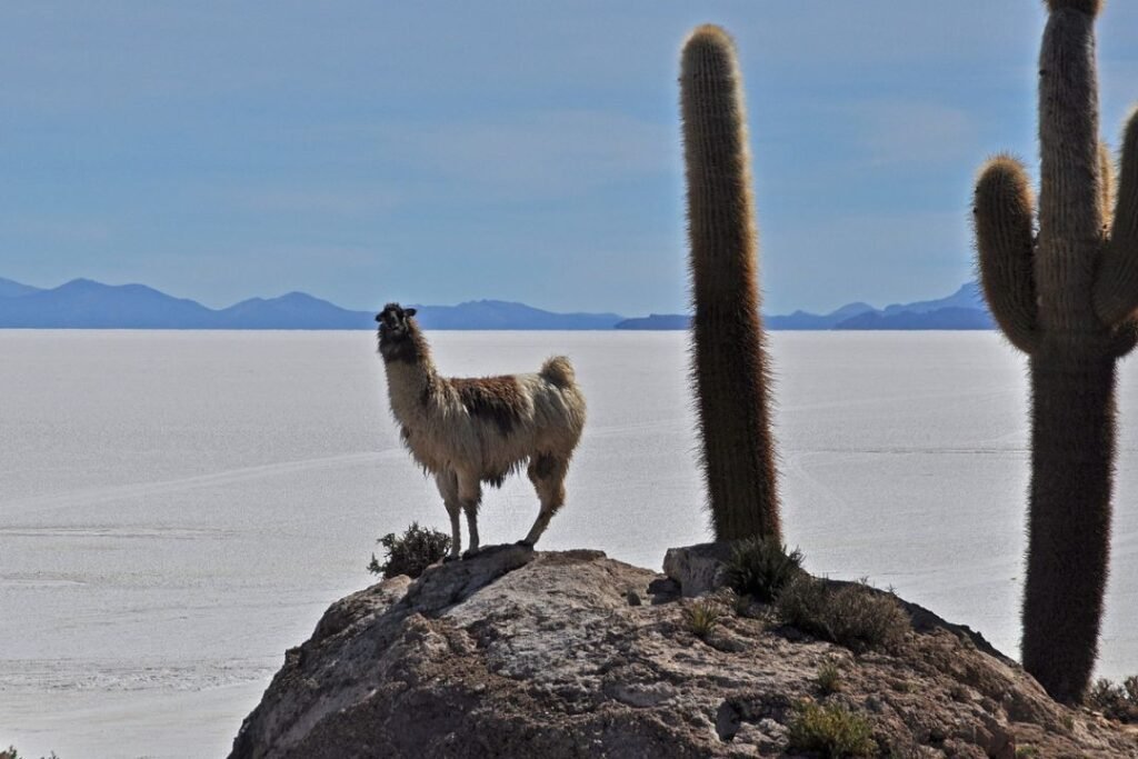 imagen de el Salar de Uyuni, tomada desde la Isla de Incahuasi en donde se encuentran cactus enormes.