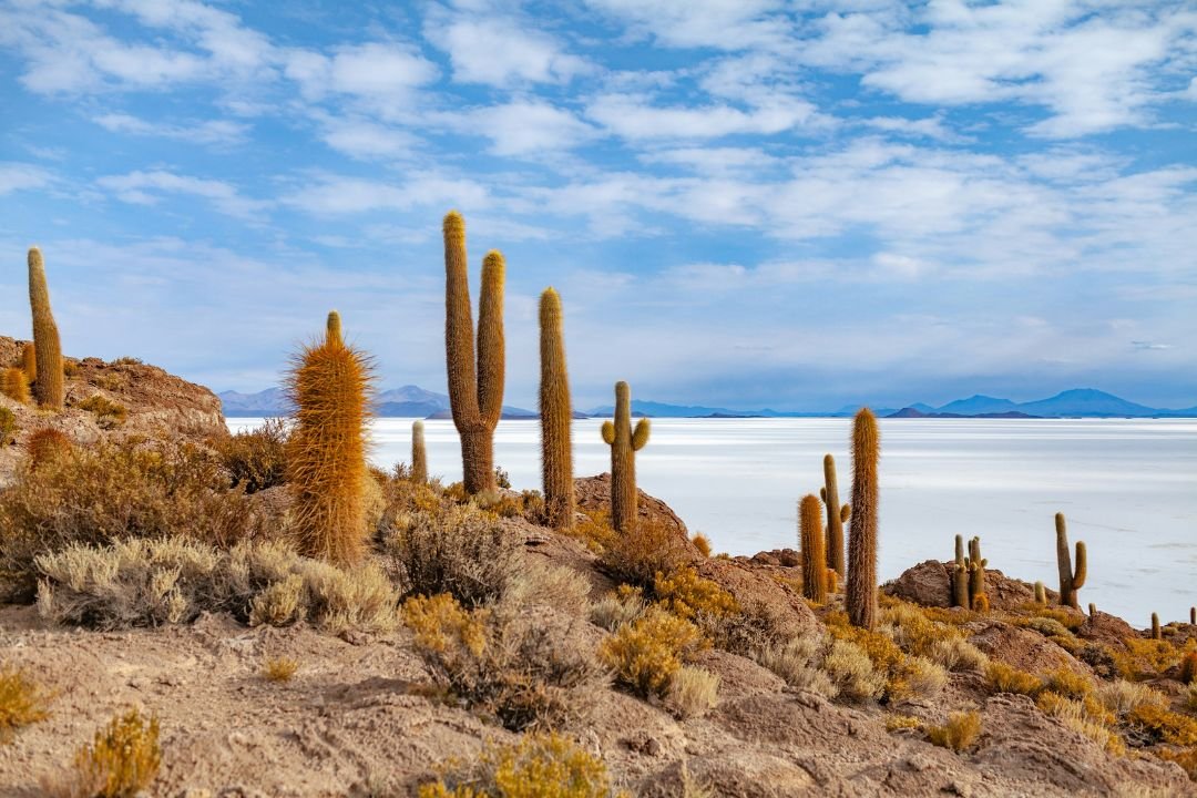 imagen de el Salar de Uyuni, tomada desde la Isla de Incahuasi en donde se encuentran cactus enormes.