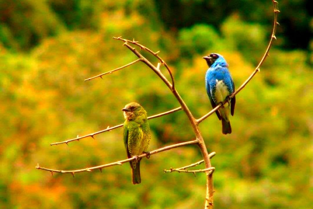 Aves en el Parque Nacional Cotapata, Bolivia