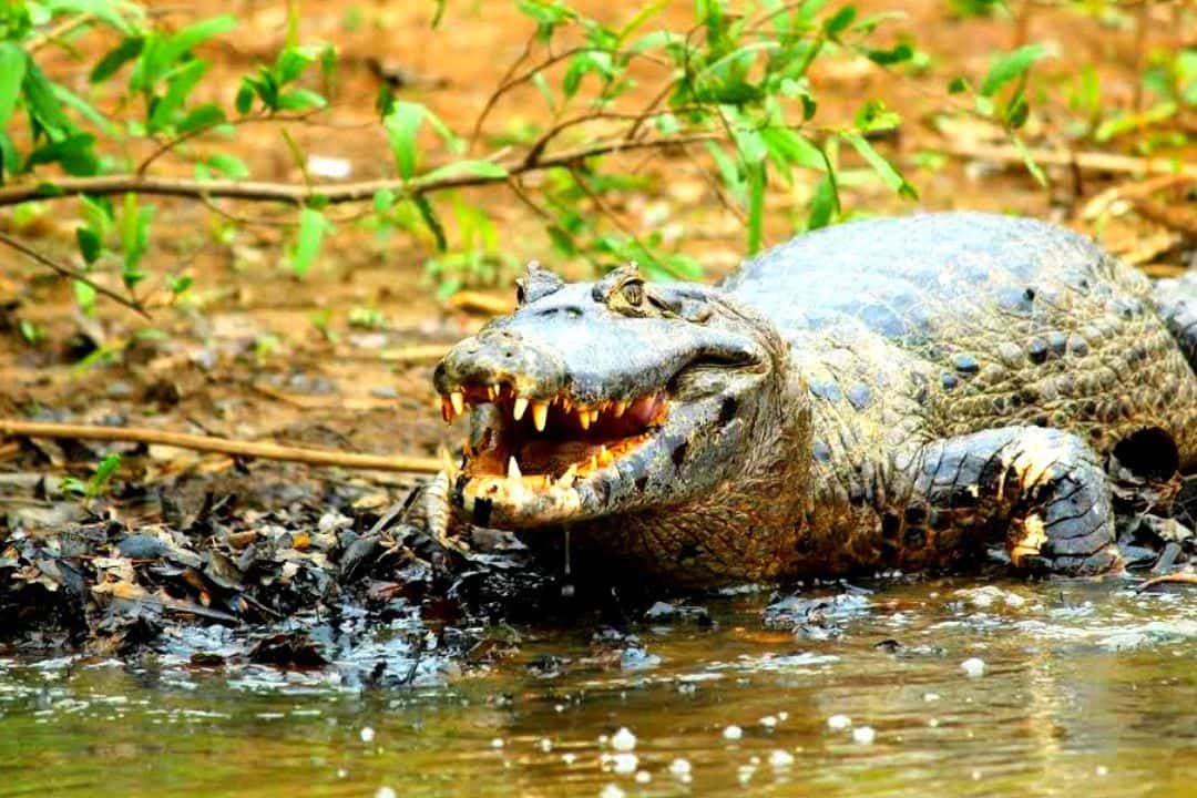 Foto de un Caiman en el parque nacional Madidi, La Paz