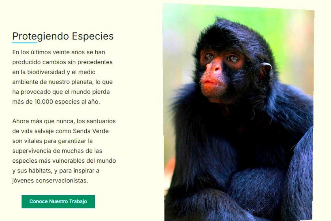 Imagen de un Mono que fue rescatado por el Fundación Senda Verde junto a una descripción sobre el trabajo de la fundación.