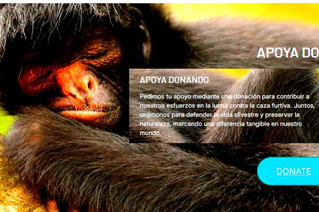Imagen de un primate rescatado por la Fundación Senda Verde, y una leyenda la cual explica que la fundación pide donaciones.
