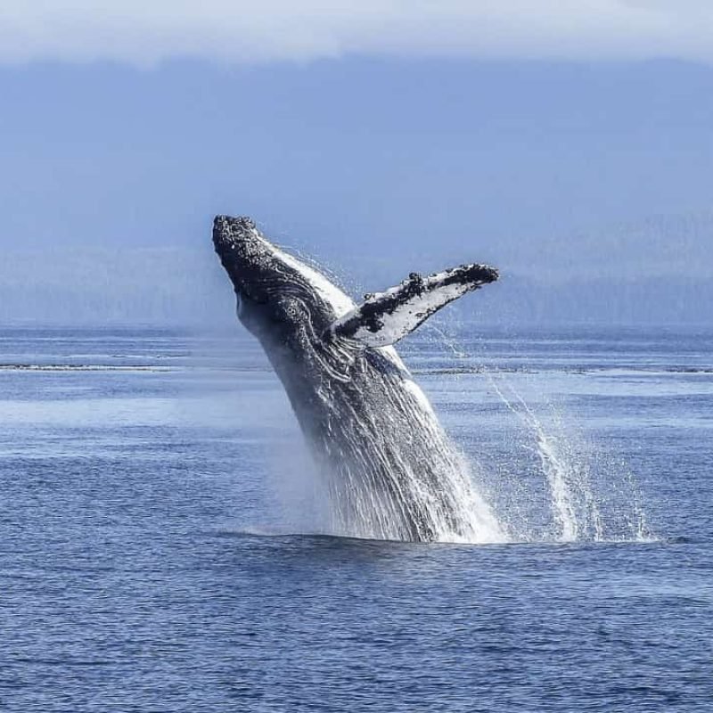 ballena saltando en las costas de puerto madryn